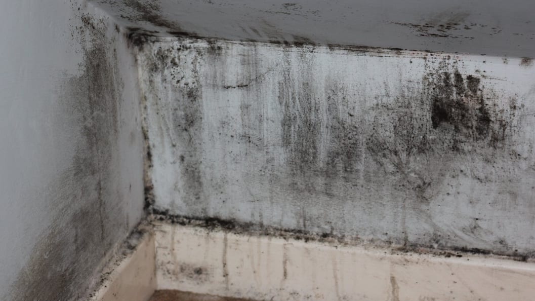 Mould and mildew caused by leaking pipes can be extremely damaging to human health